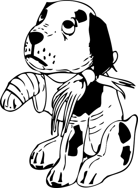 dog caring