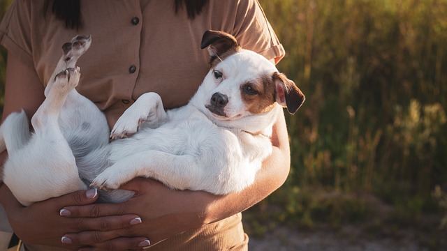 dog caring