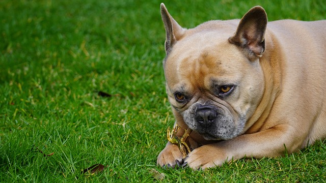 dog caring