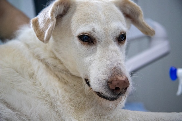 dog caring