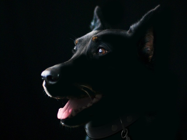 dog groomer