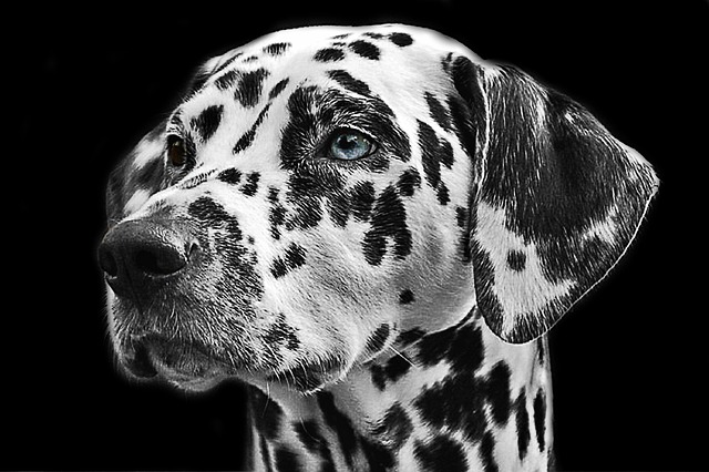 dog groomer