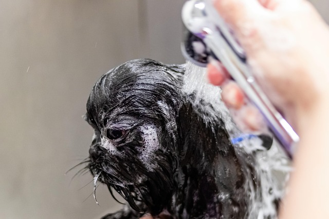dog groomers