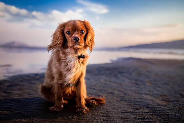dog groomers