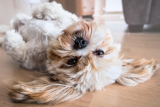 dog groomers