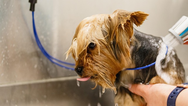 dog groomers