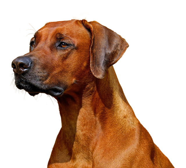 dog groomers