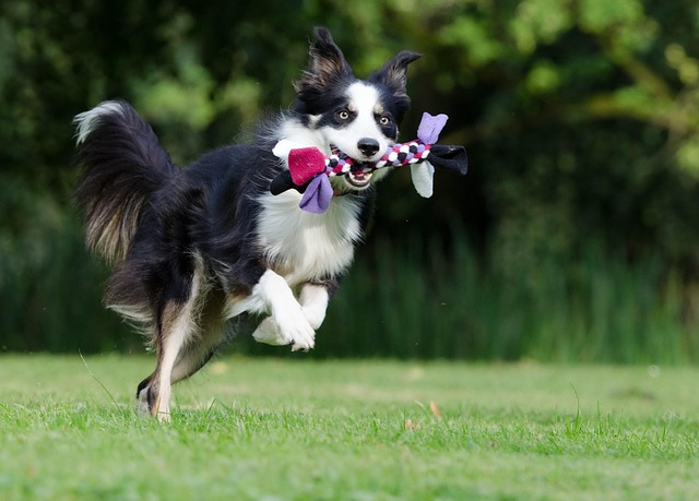 dog groomers