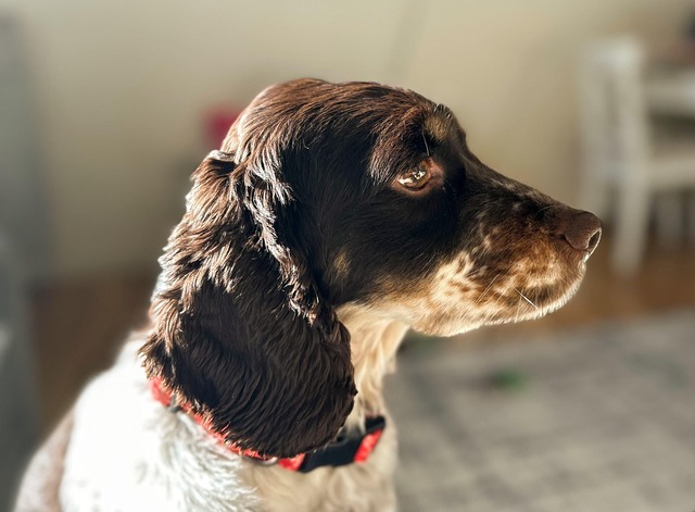 dog groomers