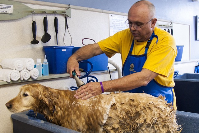 dog groomers
