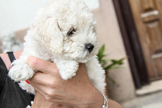 dog grooming