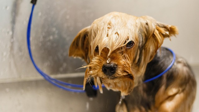dog grooming