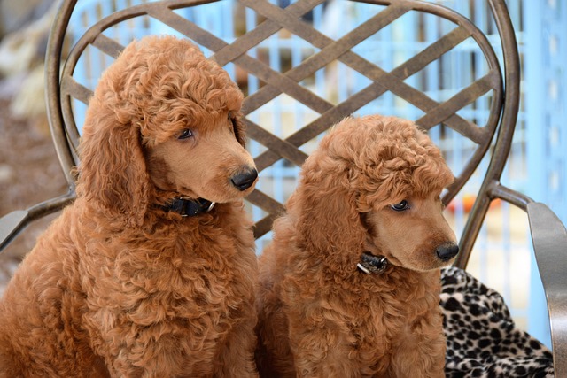 dog grooming