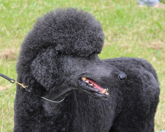 dog grooming