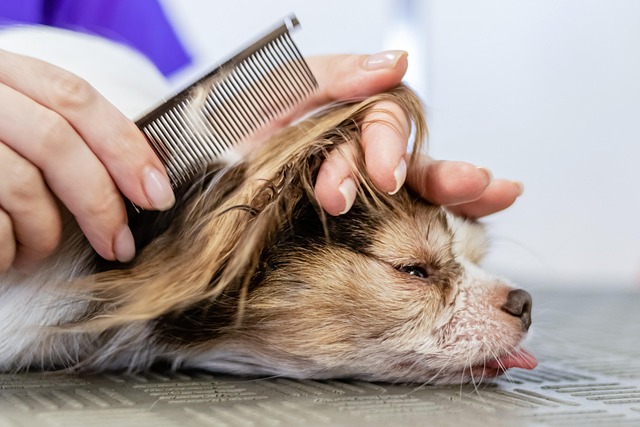 dog grooming