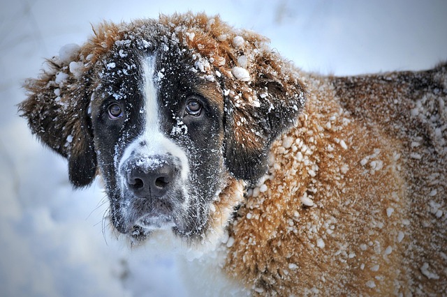 dog grooming
