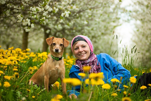 dog grooming services