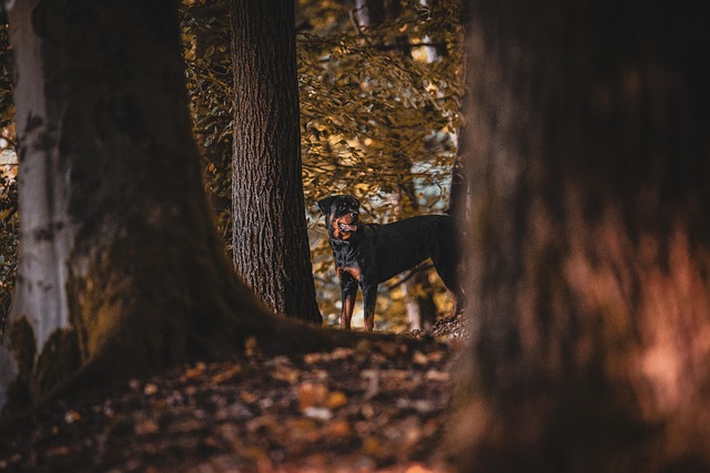 dog pet