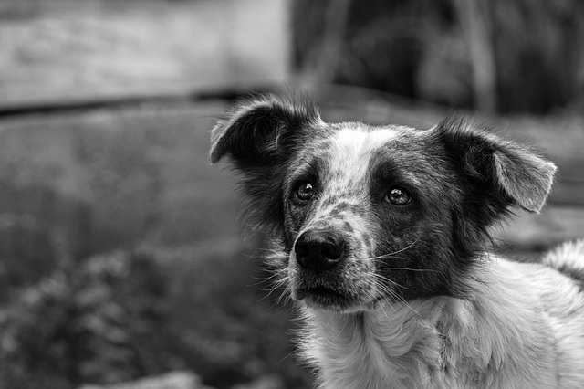dog pet
