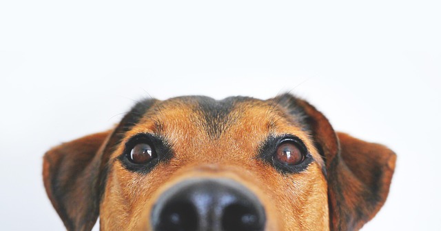 dog pet