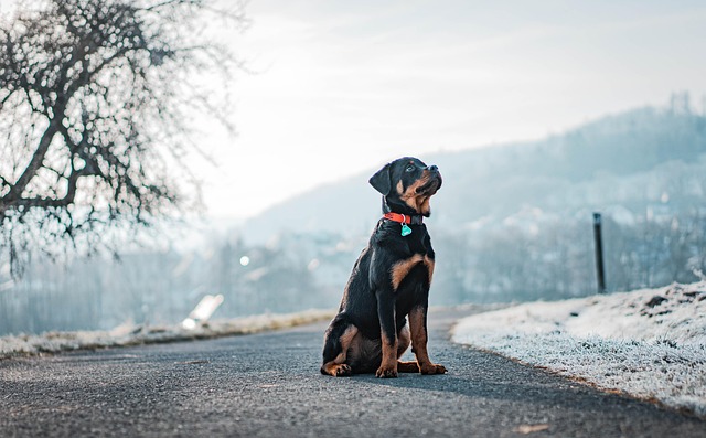 dog pet