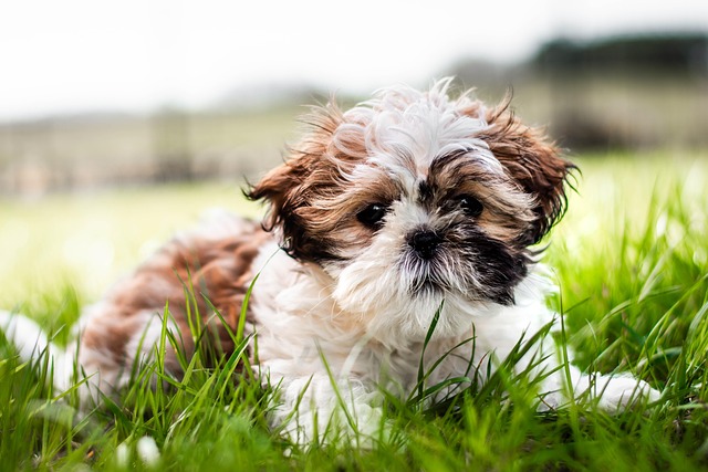 dog pet