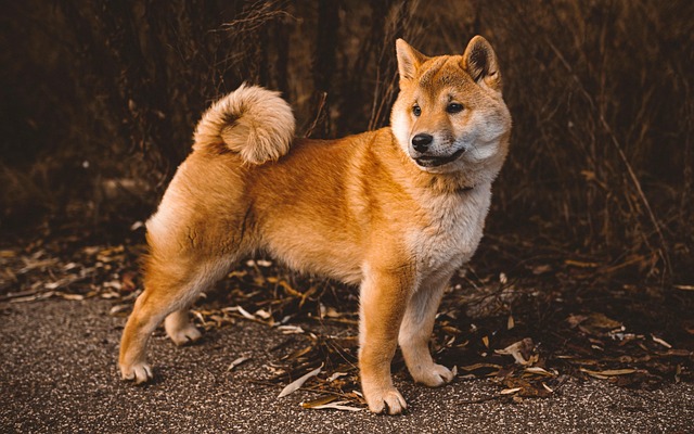 dog pet