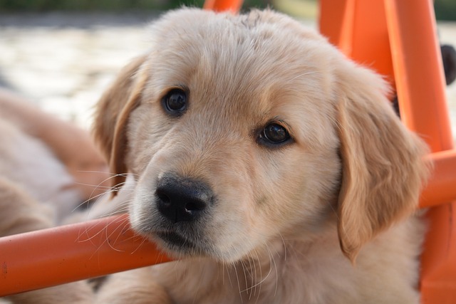 dog petting