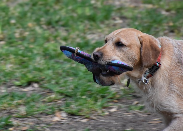 dog playing