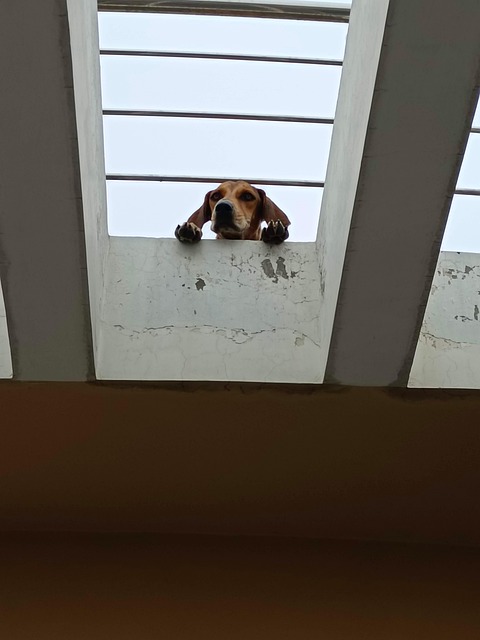 dog playing