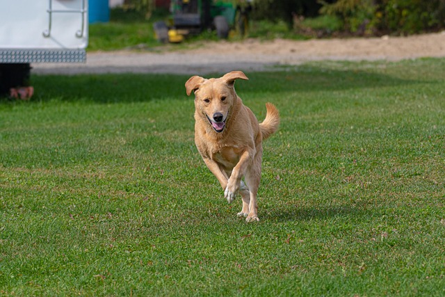 dog playing