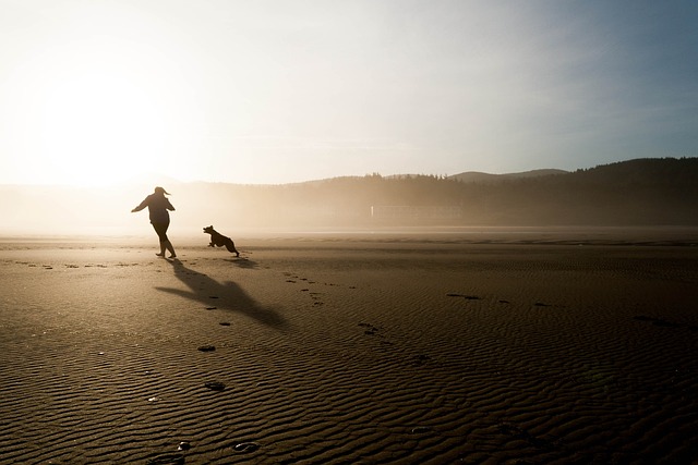 dog playing