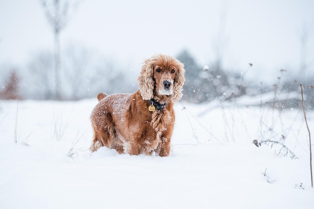 dog playing