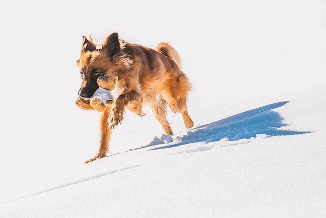 dog playing