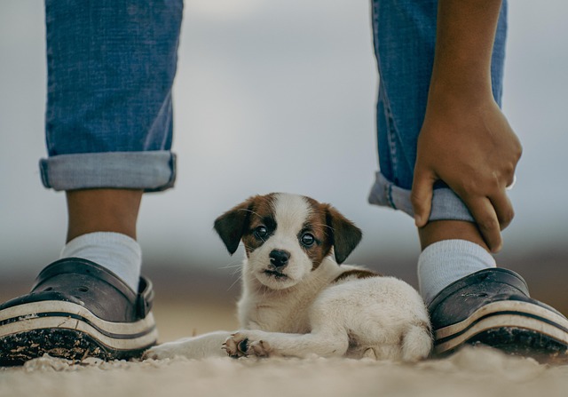 dog playing