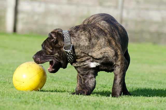 dog playing