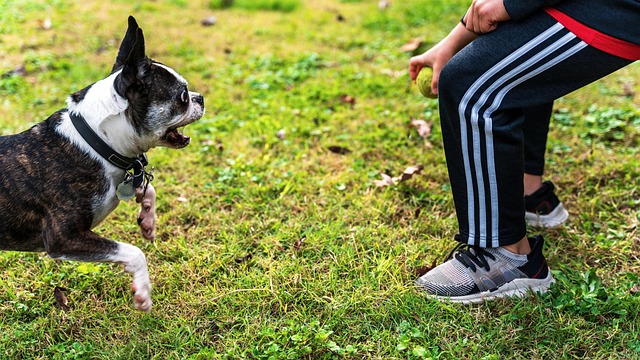 dog playing