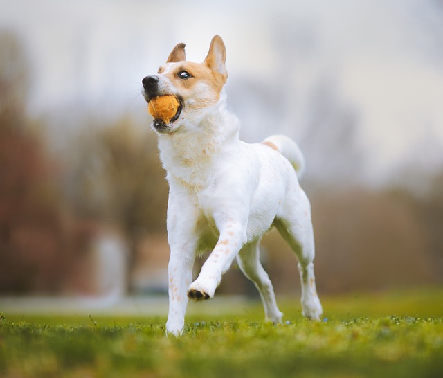 dog playing