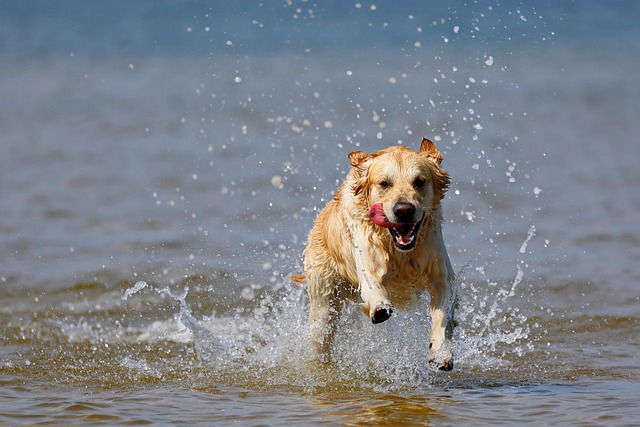 dog playing