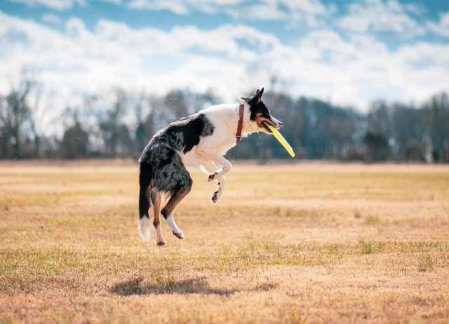 dog playing