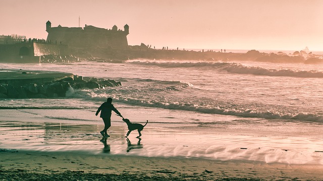 dog playing