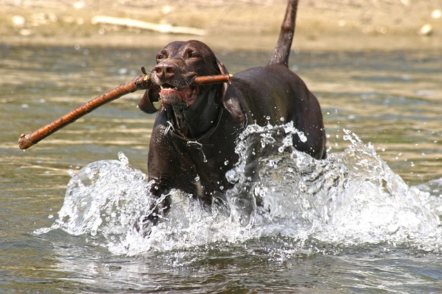 dog playing