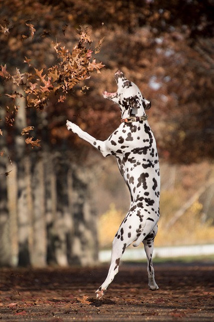 dog playing