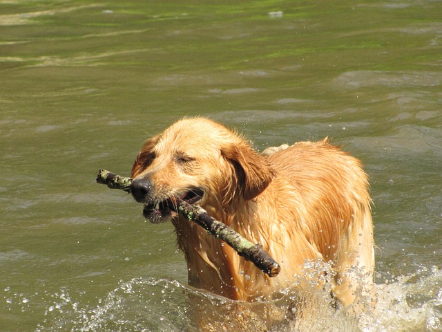 dog playing