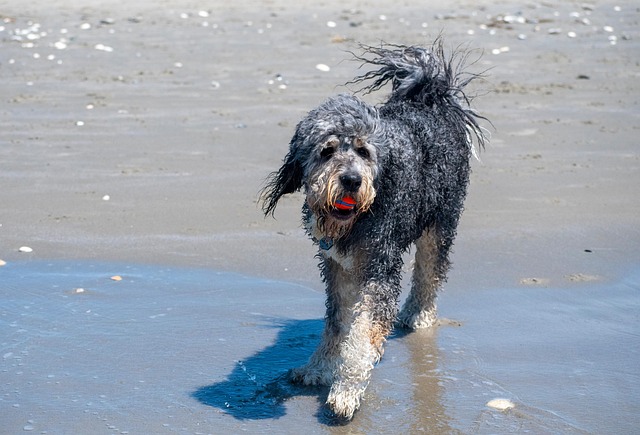 dog playing