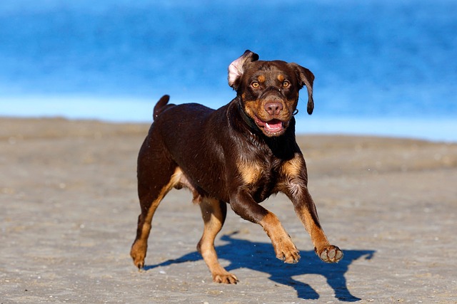 dog playing