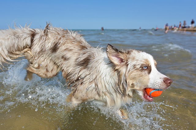 dog playing