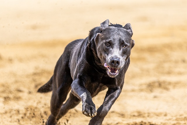 dog running