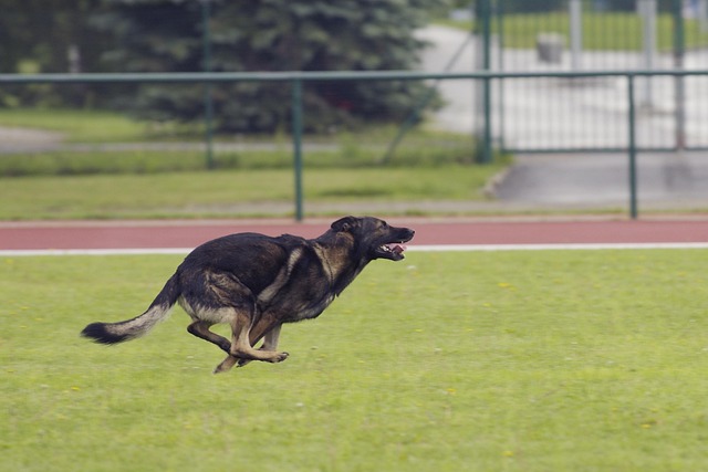 dog running