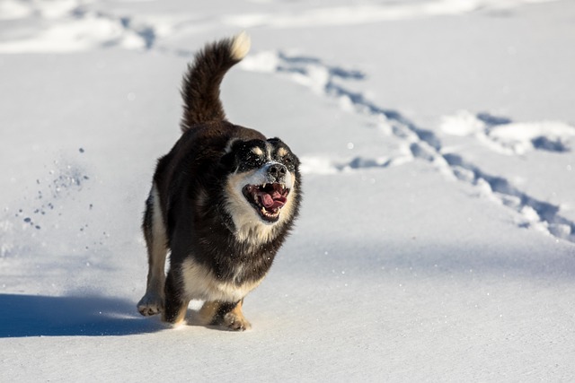 dog running